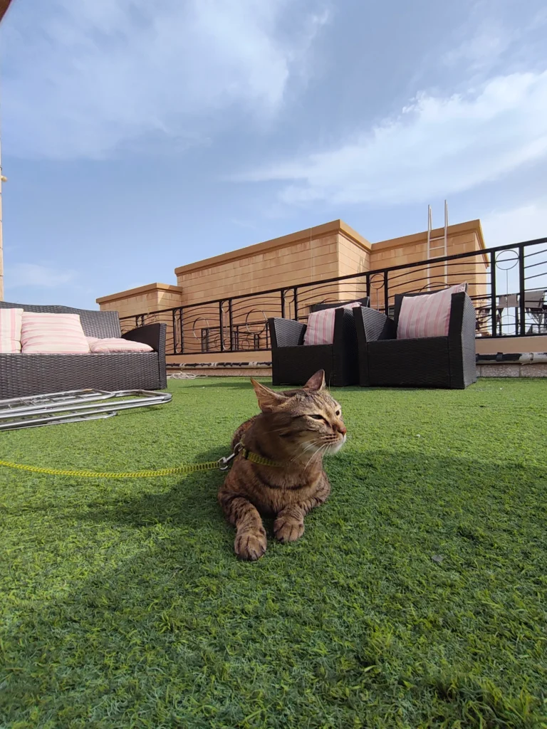 Nothing Phone 4a Review