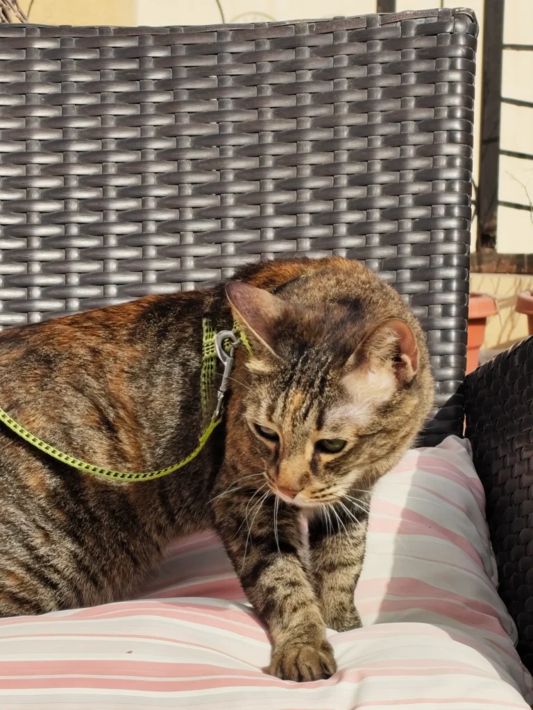 Nothing Phone 4a Review