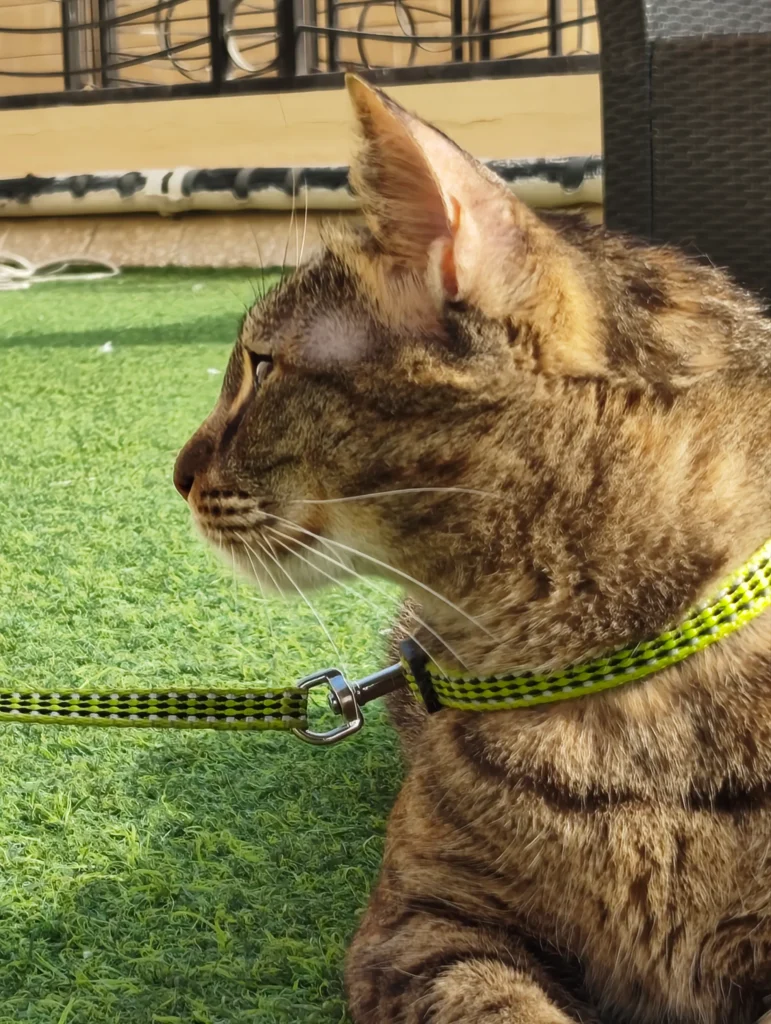 Nothing Phone 4a Review