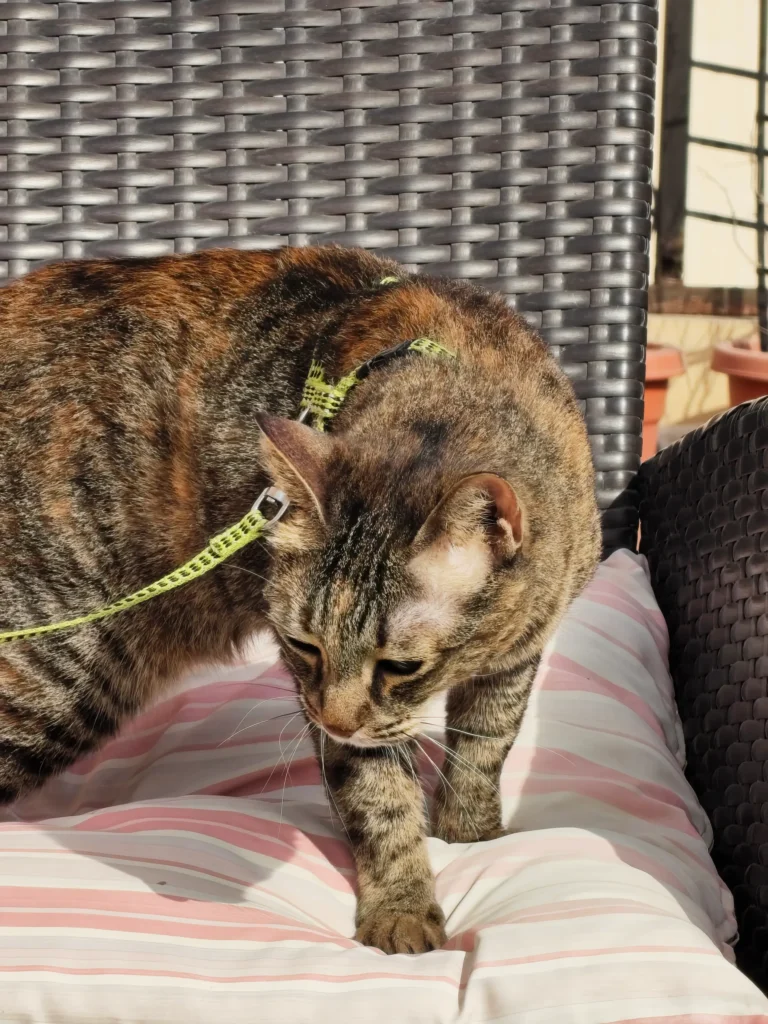 Nothing Phone 4a Review